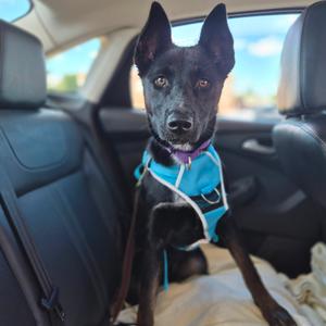 Sweet Pea, Terrier, available for adoption