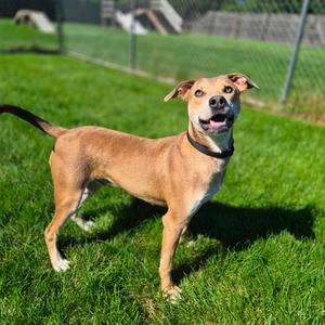 Slingshot, Mixed Breed (Medium), available for adoption