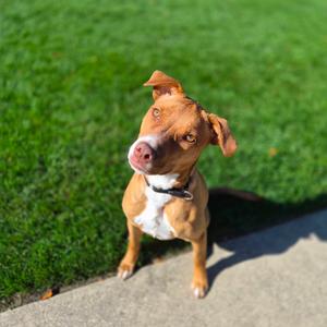 Mochi, Mixed Breed (Medium), available for adoption