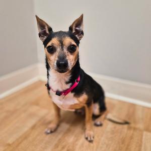 A small dog with a black and tan coat, wearing a pink collar, sitting on a wooden floor.