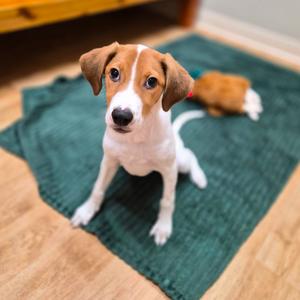 Houston, Coonhound, puppy, available for adoption