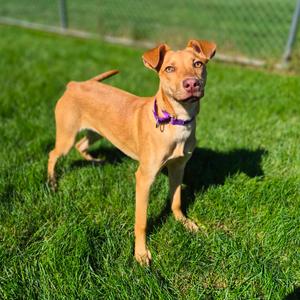 Tandy, Mixed Breed (Medium), available for adoption
