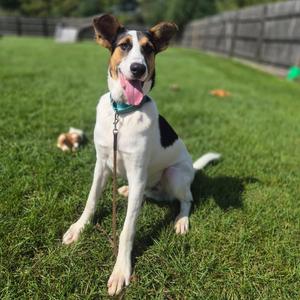 Zeke, Mixed Breed (Medium), available for adoption