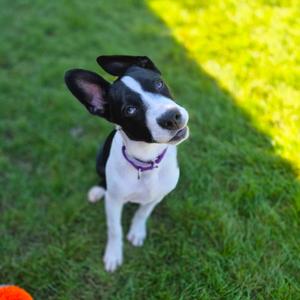 Pilsner, Mixed Breed (Medium), puppy, available for adoption