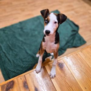 Harlow, Coonhound, puppy, available for adoption