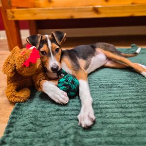 Harper, Coonhound, puppy, available for adoption