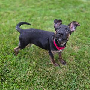 A black dog with a red collar standing on grass, looking up with its ears perked up.