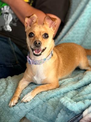 Ava, Terriers (Small) / Chihuahua, adult, available for adoption