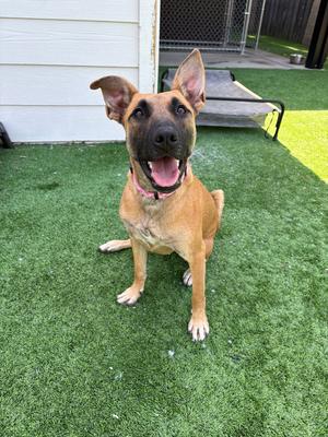 a brown dog sitting on green grass