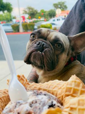 Baku, French Bulldog, adult, available for adoption