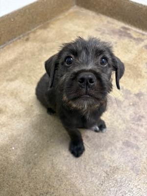 Coraline, Yorkie, Yorkshire Terrier / Labrador Retriever, puppy, available for adoption