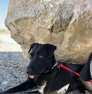 Dahlia, Australian Kelpie, senior, available for adoption