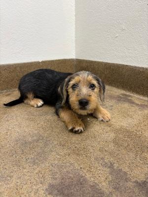 Miriam, Yorkie, Yorkshire Terrier / Labrador Retriever, puppy, available for adoption