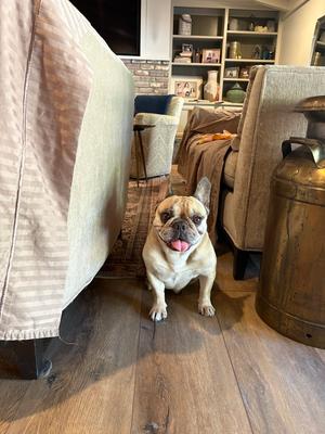 Emmie, French Bulldog, adult, available for adoption