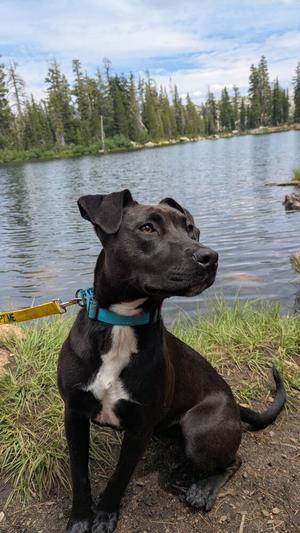 Elora Danan, Labrador Retriever / Terriers (Medium), young, available for adoption