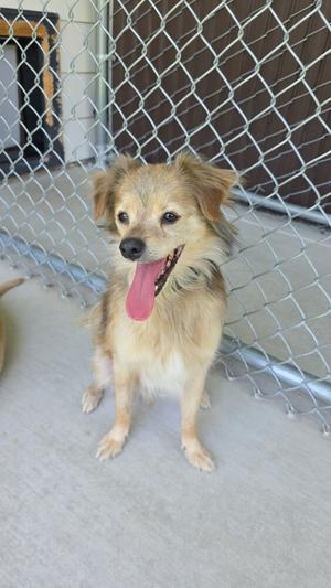 A tan-colored dog with its tongue hanging out sits on a concrete floor in front of a chain-link fence.