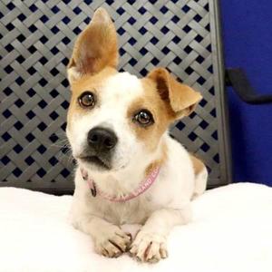 Rosette, Terrier, adult, available for adoption