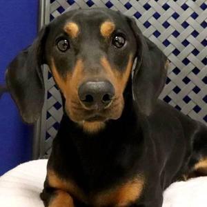 Gordon, Dachshund, young, available for adoption