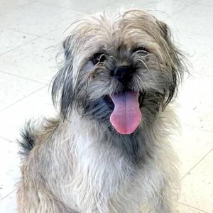 A shaggy, light brown dog with its tongue hanging out, looking happy.