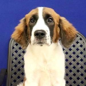 Chip, Saint Bernard, puppy, available for adoption