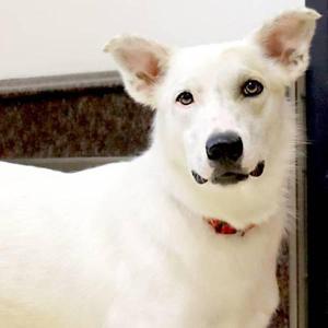 Sleepy, Great Pyrenees / Australian Shepherd, adult, available for adoption