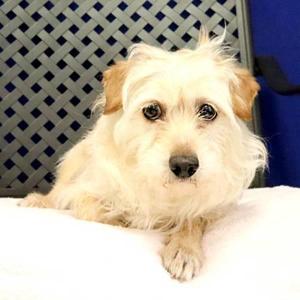 A small white dog with fluffy fur and brown ears is lying on a white surface, looking directly at the camera. The background features a blue and white patterned wall.