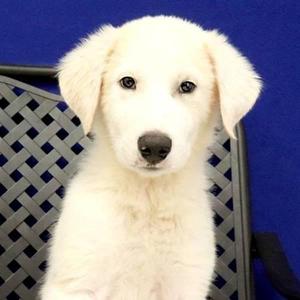 Montana, Great Pyrenees, puppy, available for adoption