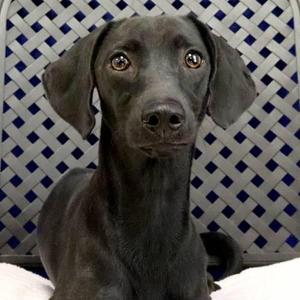 Guillermo, Dachshund, young, available for adoption