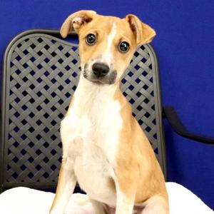 Greta, Labrador Retriever, puppy, available for adoption