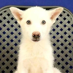 Sitka, German Shepherd Dog, young, available for adoption