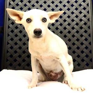 A white dog with large ears sitting on a white surface in front of a black lattice background.