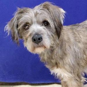 Palm Pilot, Terrier, adult, available for adoption