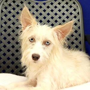 Marla, Terrier, adult, available for adoption