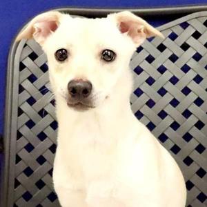 Bear, Chihuahua, young, available for adoption