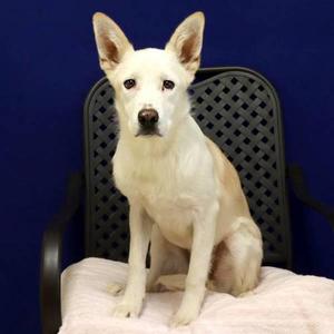 Princess Jill, Labrador Retriever, young, available for adoption