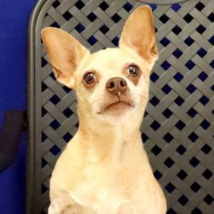 Jax, Chihuahua, senior, available for adoption