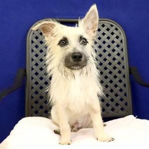 Mars, Terrier, adult, available for adoption