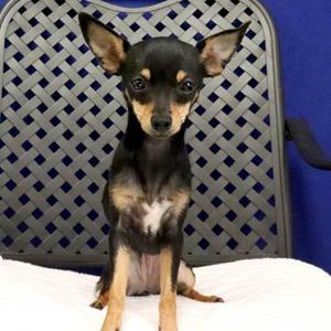Midget Britches, Chihuahua, young, available for adoption