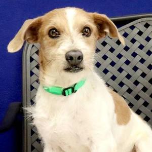 Parker, Terrier, adult, available for adoption