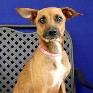 Miss Fitt, Miniature Pinscher, adult, available for adoption