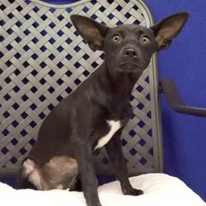 Dew, Cairn Terrier, young, available for adoption