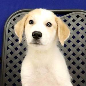 Dakota, Great Pyrenees, puppy, available for adoption