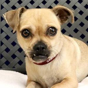Jalapena, Chihuahua / Pug, adult, available for adoption