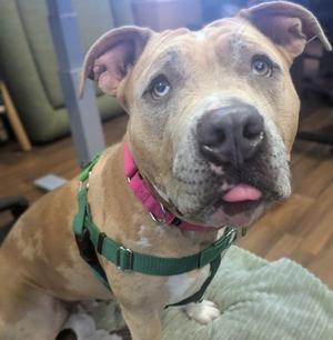 A brown dog with a pink collar and a green harness, sticking out its tongue.
