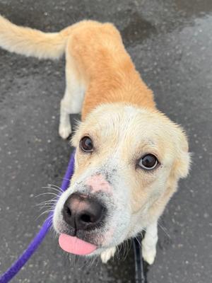 Bug, Mixed Breed, adult, available for adoption