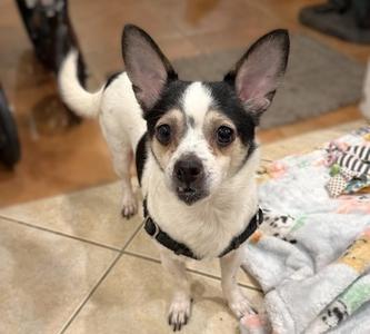 Missy, Chihuahua - Smooth Coated Mix, adult, available for adoption