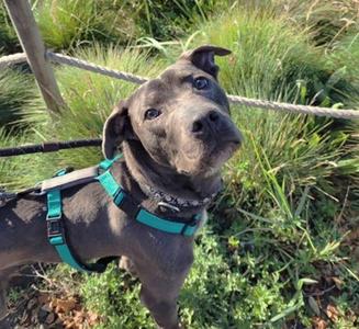 Goose, Mixed Breed, young, available for adoption
