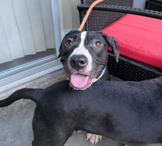 Bongo, American Pit Bull Terrier Mix, young, available for adoption