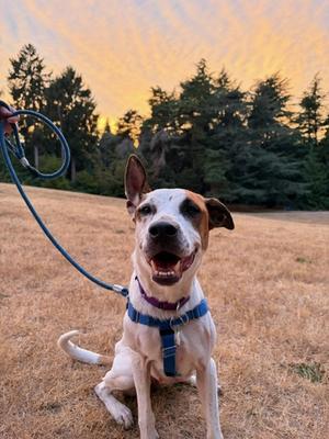 Marnie, Mixed Breed, adult, available for adoption