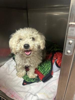 Sandy, Coton de Tulear Mix, young, available for adoption